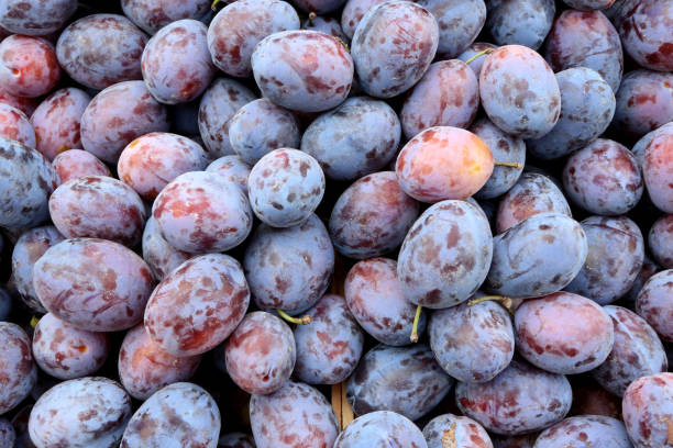 istock Plums. France. 1187689699