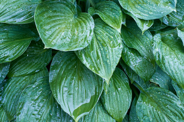 istock Green leaves of hosta in the rain 1187691132