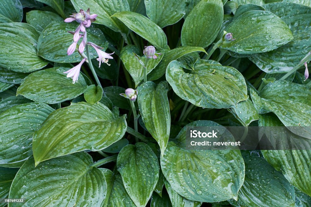 hosta flowers and foliage in the rain Green rich hosta plant flowers and foliage in the rain Botany Stock Photo