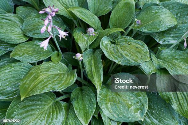 Hosta Flowers And Foliage In The Rain Stock Photo - Download Image Now - Botany, Cultivated, Dew