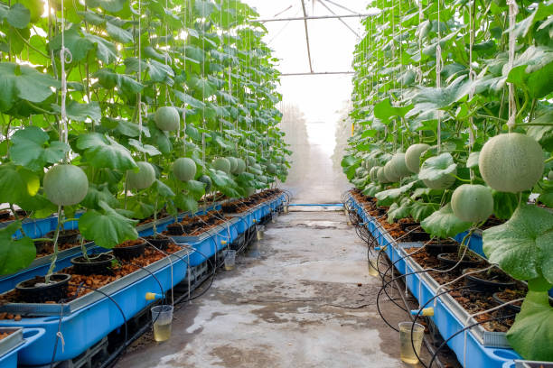 istock Melon farm on greenhouse 1187691739