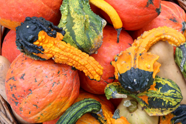 istock Coloquintes and squash. France. 1187692388
