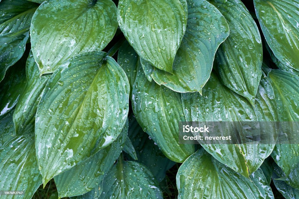 Green leaves of hosta in the rain Wet green leaves of hosta garden plant in the rain Backgrounds Stock Photo