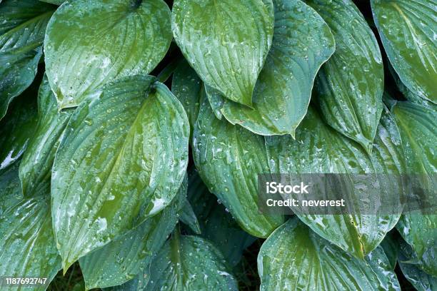 Green Leaves Of Hosta In The Rain Stock Photo - Download Image Now - Backgrounds, Beauty In Nature, Close-up