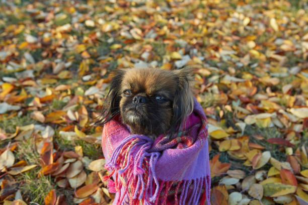istock Pekingese breed dog in autumn sunny day 1187695683
