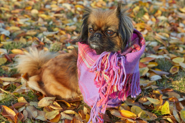 Cane di razza pechinese nella giornata di sole autunnale - foto stock