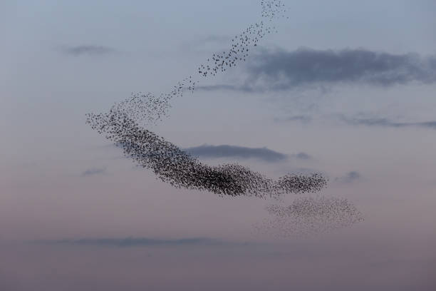 istock Flock of birds making a beautiful shape in the sky 1187698399
