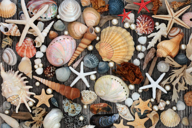 istock Seashell Driftwood Pebble & Seaweed Abstract 1187698425