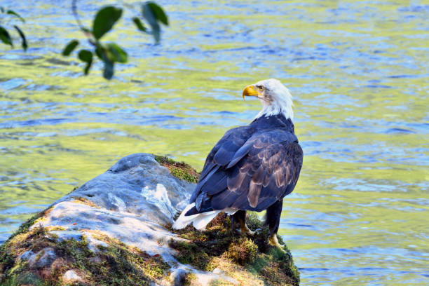 istock Bald Eagle Sitting on a Rock Hunting for Fish at Campbell River British Columbia Canada 1187698477