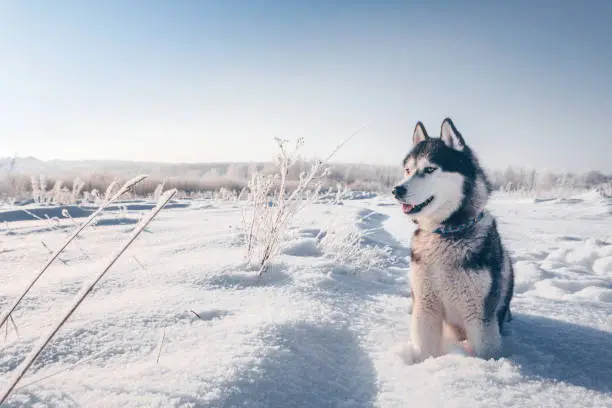 Siberian husky with blue eyes sits on the snow and looks forward
