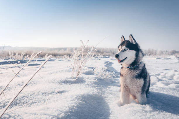 siberian husky with blue eyes sits on the snow - siberian husky imagens e fotografias de stock