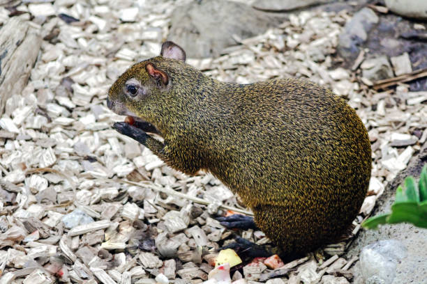 Agouti central american agouti, dasyprocta punctata, is sitting and eating on the ground dasyprocta punctata photos stock pictures, royalty-free photos & images