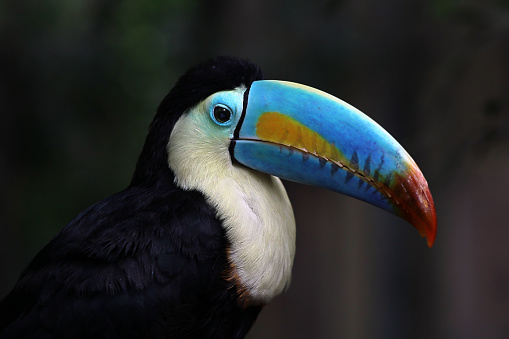 portrait of a rainbow-billed toucan, ramphastos sulfuratus