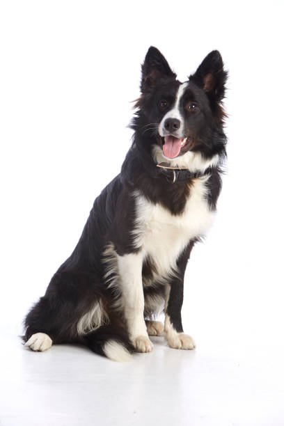 istock Black and white border collie purebred dog 1187709061