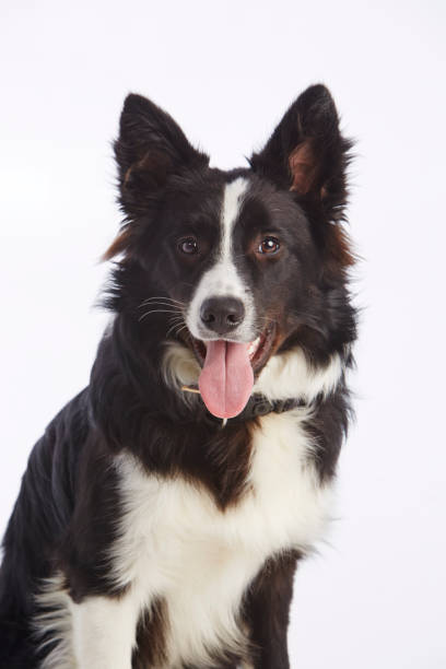 istock Funny border collie sticking out its tongue 1187709201