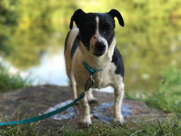 istock Weller the Jack Russell Terrier - Pet Love 1187709840