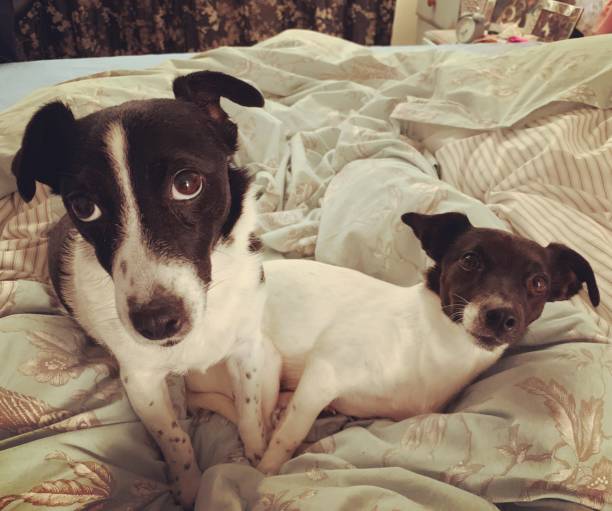 istock Weller the Jack Russell Terrier - Pet Love 1187710955