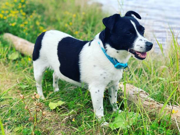 istock Weller the Jack Russell Terrier - Pet Love 1187710957