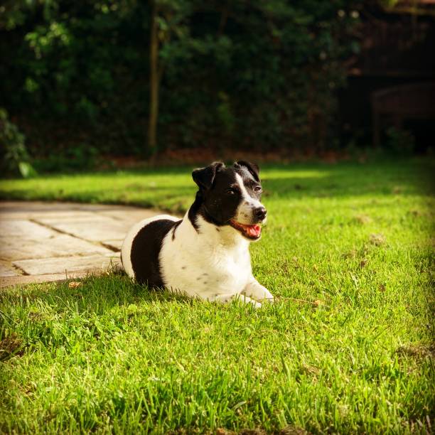 istock Weller the Jack Russell Terrier - Pet Love 1187710976