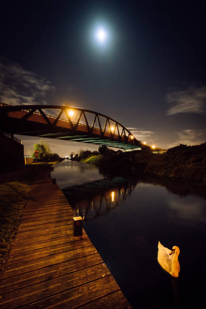 Swan swimming in the moonlight in canal