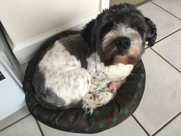 istock Bruce the Cockapoo & Betty the Springer Spaniel - Pet Love 1187712062