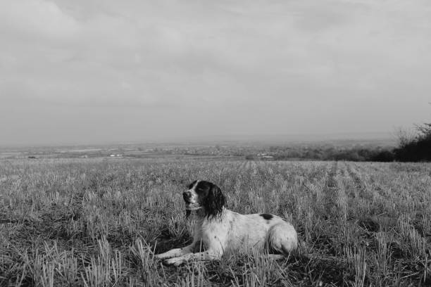 Assorted images of Bruce and Betty at play and rest. Identifiable person in images is myself/photographer/contributor.