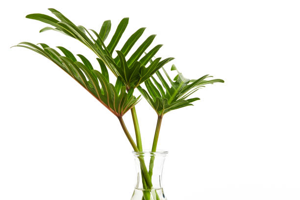 istock Tropical leaf Monstera plant  in glass vase on white 1187713075