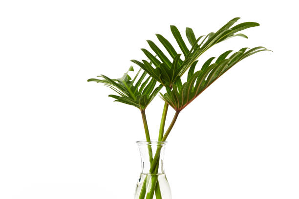 istock Tropical leaf Monstera plant  in glass vase on white 1187713076