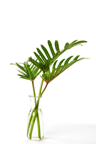 Tropical leaf Monstera plant  in glass vase on white