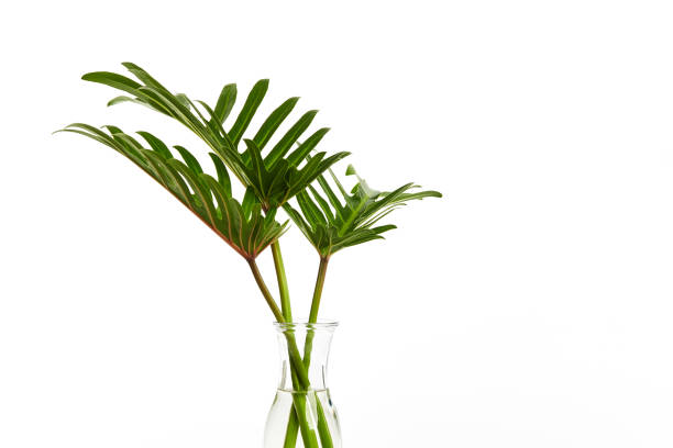 istock Tropical leaf Monstera plant  in glass vase on white 1187713080