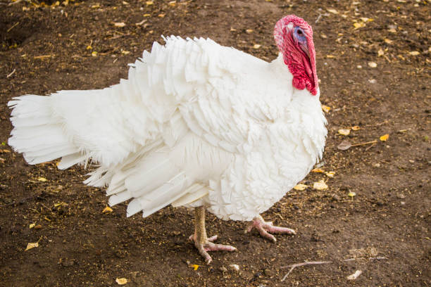 istock Turkey on the farm. White turkey is walking. 1187716756