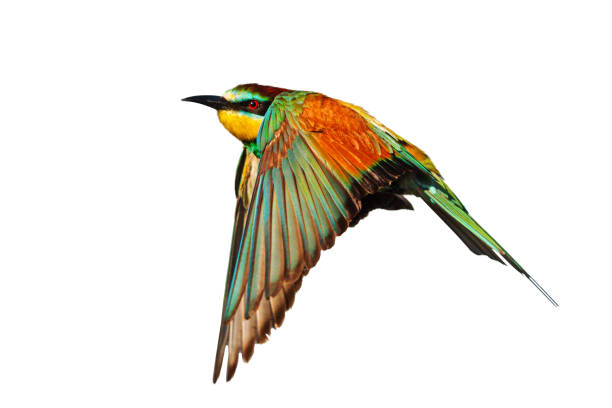 istock exotic colorful bird in flight on a white background 1187716943