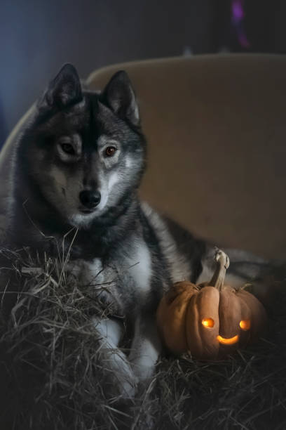 istock Halloween husky photo 1187717644