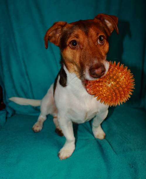 istock Jack Russell Puppies - Pet Love 1187717903