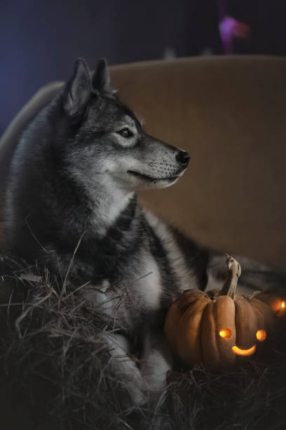 istock Halloween husky photo 1187718052