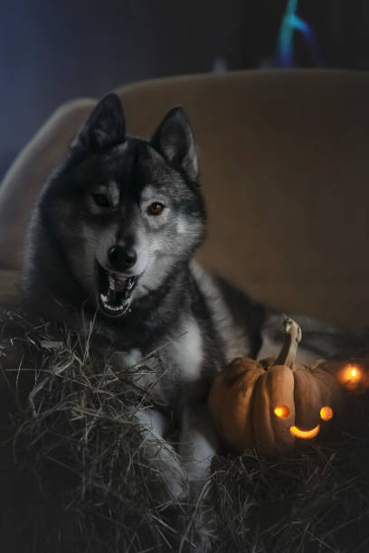 istock Halloween husky photo 1187718060