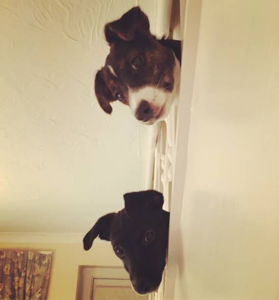 istock Jack Russell Puppies - Pet Love 1187718061