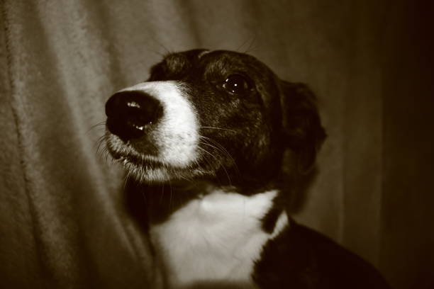 istock Jack Russell Puppies - Pet Love 1187718097