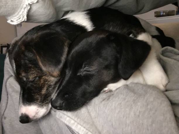 istock Jack Russell Puppies - Pet Love 1187718166