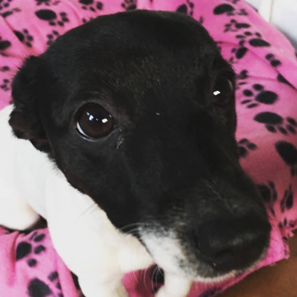 istock Jack Russell Puppies - Pet Love 1187718177