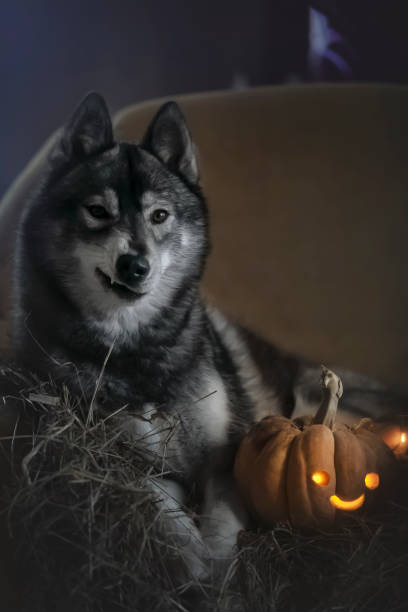 istock Halloween husky photo 1187718764