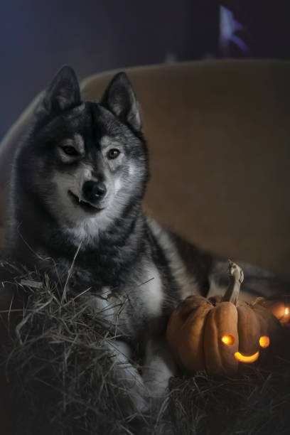 foto husky de halloween - agouti - fotografias e filmes do acervo
