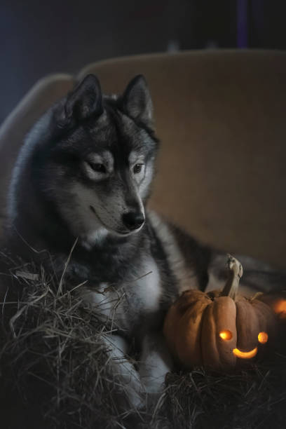 istock Halloween husky photo 1187718771