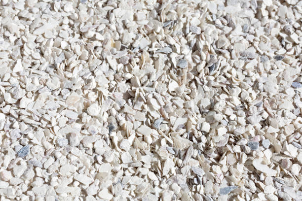 istock powdered oyster shell,side dishes of the bird 1187720688