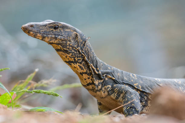 istock water monitor 1187723044