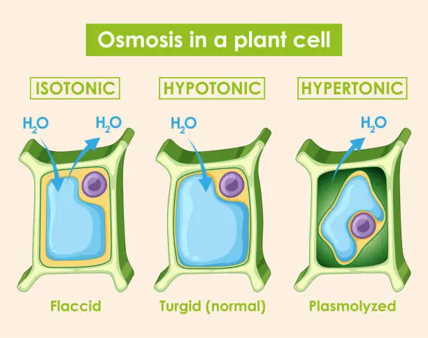 Vector illustration of Diagram showing osmosis in plant cell