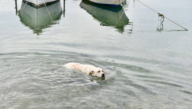 istock Labrador Retriever in the Canary Islands, Spain 1187725178