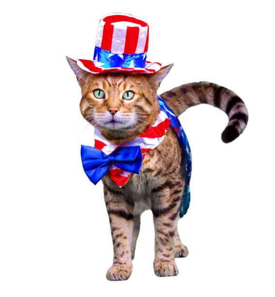 istock 4th of July Cat 1187725825