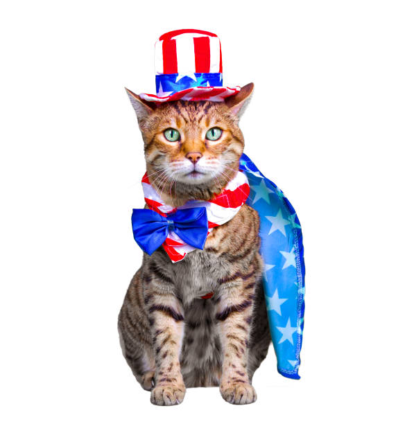 istock 4th of July Cat 1187725826