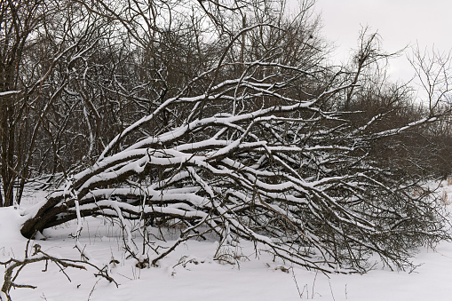 Heavy snow fall damaged many trees in Chicago. Picture taken on the walking trail, banks of the Des Plaines River in one of many public park in Chicago, Midwest, Illinois, winter 2019.